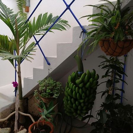La Haciendita De La Casita Azul Puerto de la Cruz  Luaran gambar