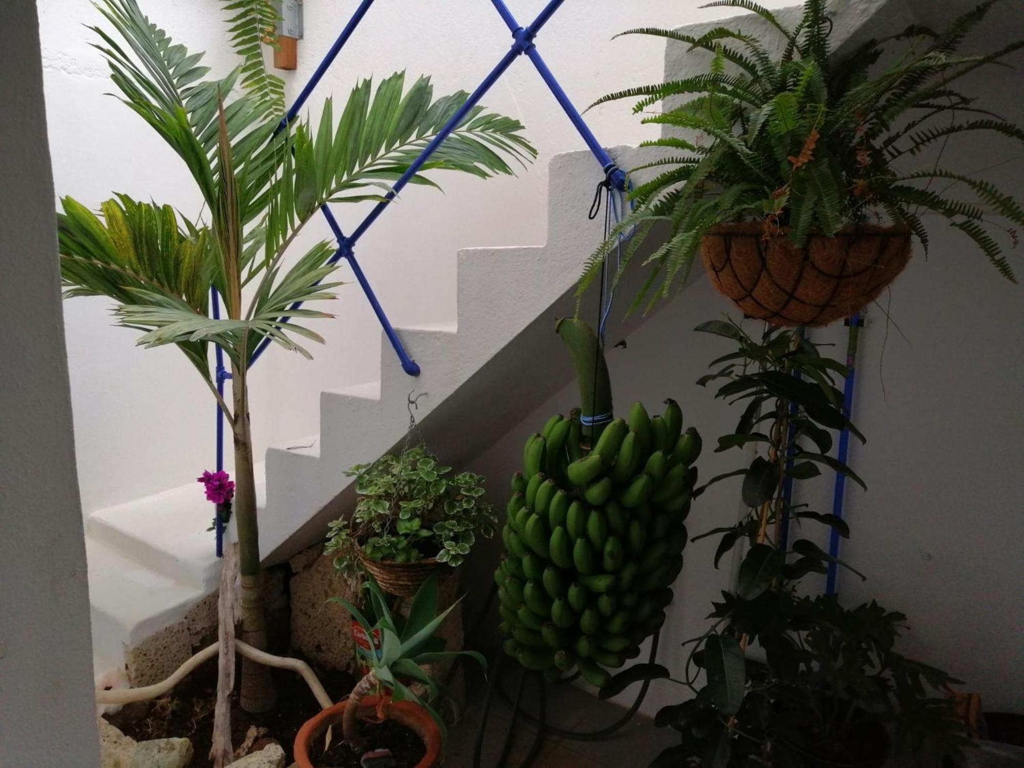 La Haciendita De La Casita Azul Puerto de la Cruz  Luaran gambar